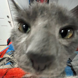 Meet your Posher, Georgina